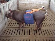 ALFORJE DE INSEMINAÇÃO 1